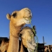 camel_embaba_cai_v_0072_egy0335.jpg